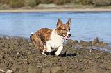 CORGI CARDIGAN 233